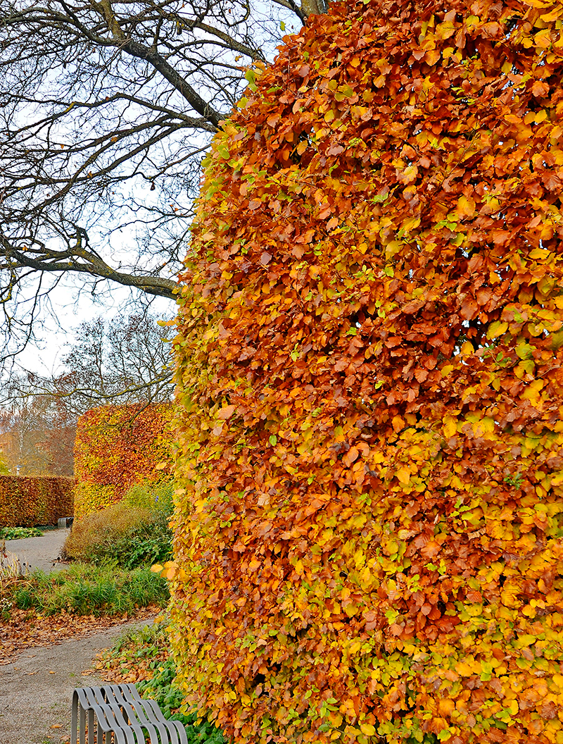 Bok FAgus sylvatica som hög häck Bok FAgus sylvatica som hög häck