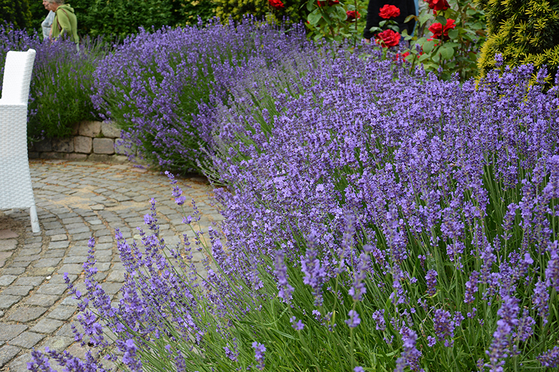 Häck av lavendel Lavandula angustifolia Häck av lavendel Lavandula angustifolia