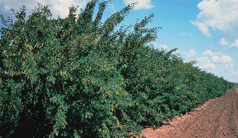 Lahäck av häckkaragan, Caragana arborescens