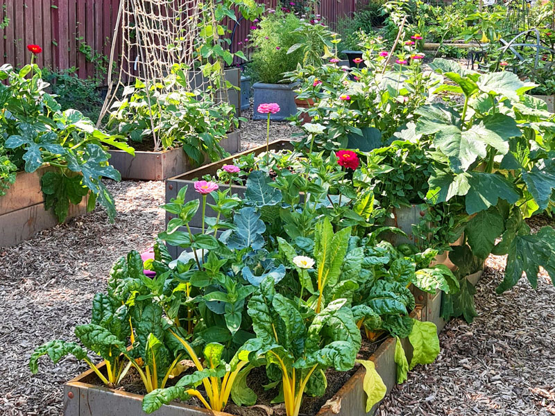 Blandning av grönsaker och blommor i en potager - LS