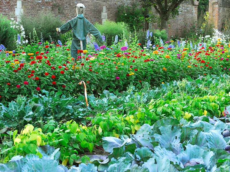 Blandning av grönsaker och blommor i en potager