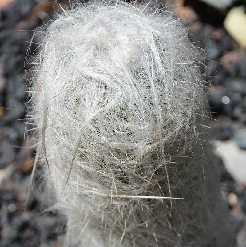 KAktus med silvriga hår