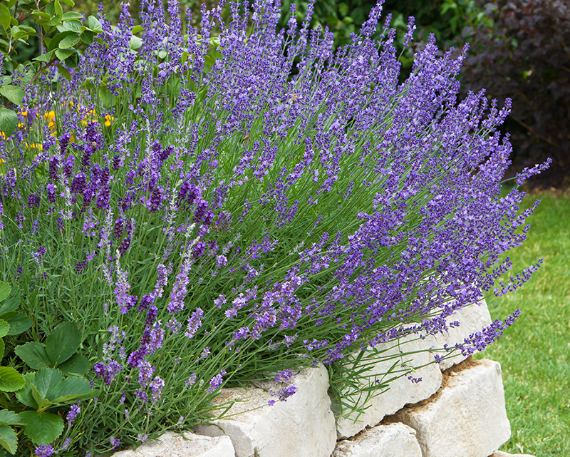 Lavendel i upphöjd bädd