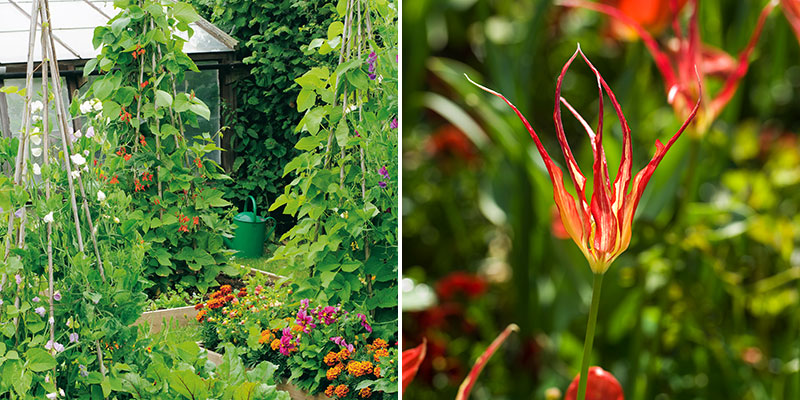 Blommor och köksväxter i tillsammans i pallkrage med spindeltulpan Tulipa gesneriana Acuminata