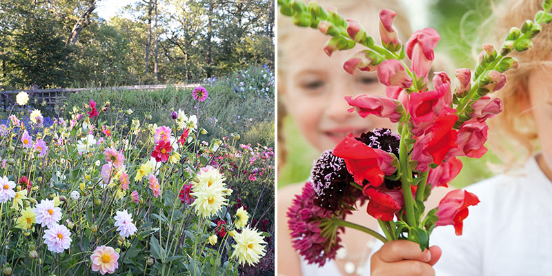 Dahlia och snittblommor som odlas i grönsakslandet