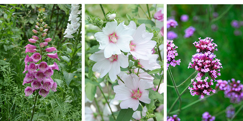 Fingerborgsblomma Digitalis malva Lavatera och jätteverbena Verbena bonariensis Fingerborgsblomma Digitalis malva Lavatera och jätteverbena Verbena bonariensis
