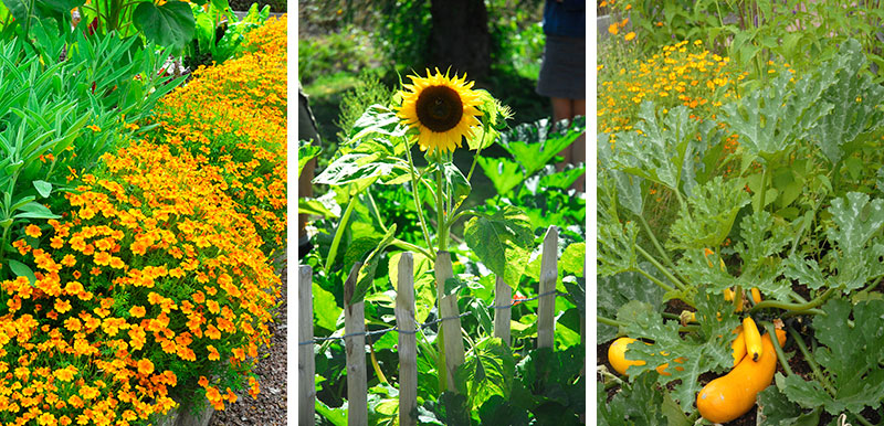 Kryddtagetes Tagetes tenuifolia solros och squash i gronsaksodling Kryddtagetes Tagetes tenuifolia solros och squash i gronsaksodling