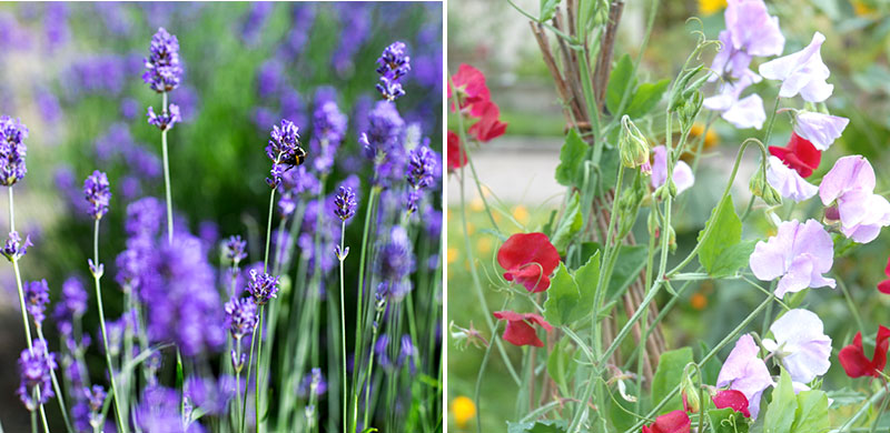 Lavendel och luktärter i köksväxtland