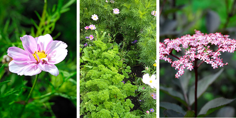 Rosenskära persilja och blodfläder Sambucus nigra Black Lace