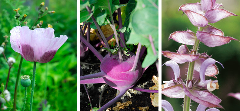 Vallmo Papaver somniferum kalrabbi och muskatellsalvia i potager