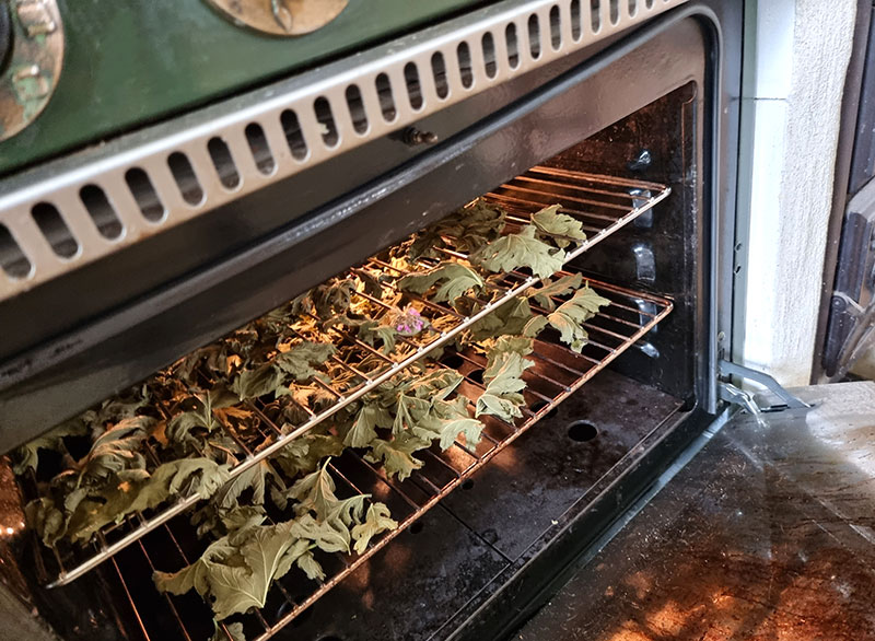 Pelargonblad torkas i ugnen