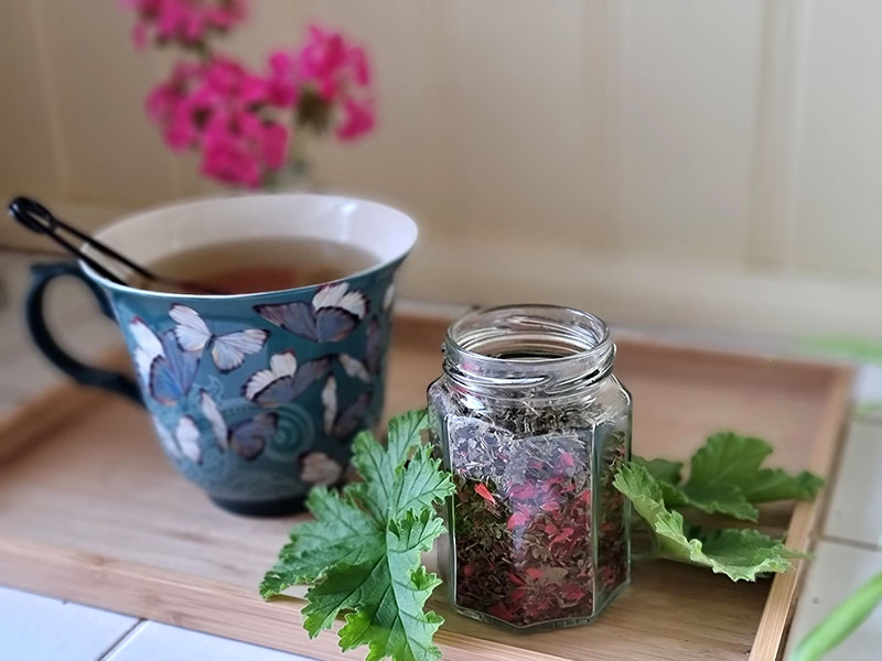 pelargonte av torkade pelargoner