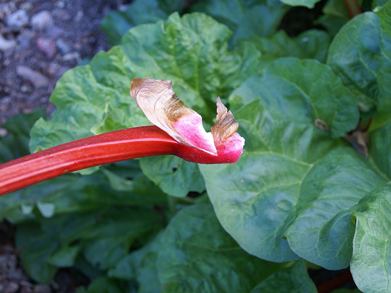 Rabarberstjälk plockad på rätt sätt från plantan