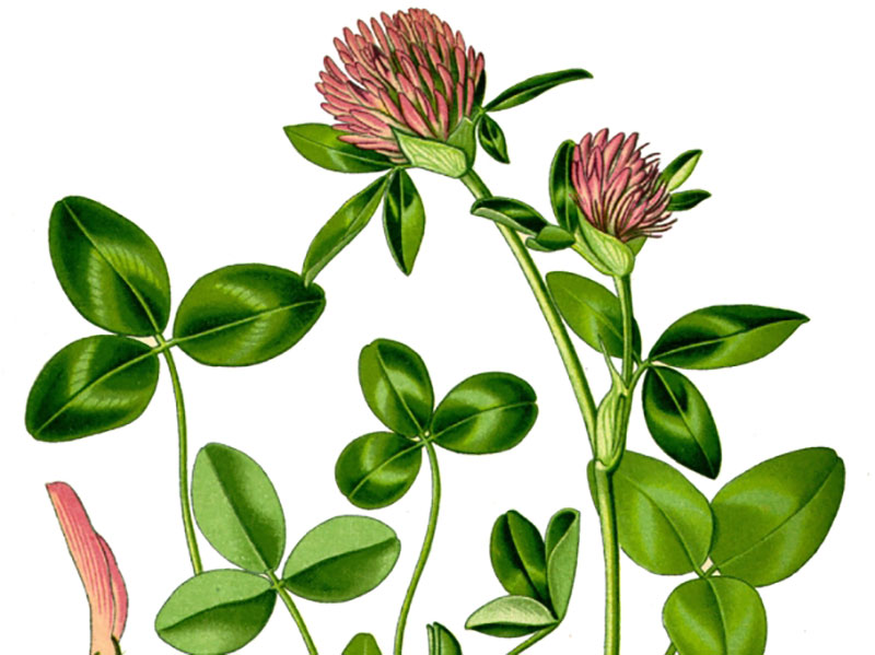 Rödklöver, Trifolium pratense