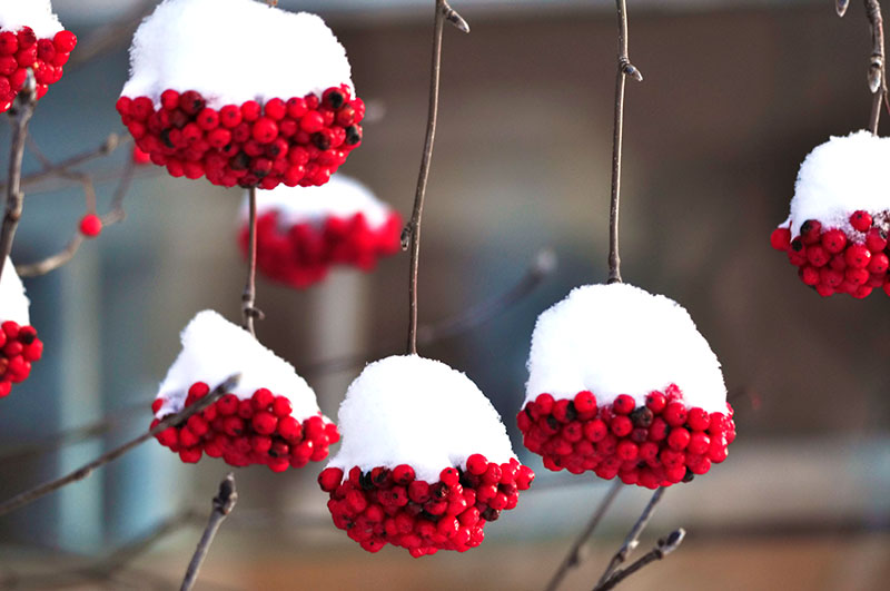 Sötrönnbär Sorbus edulis med snö