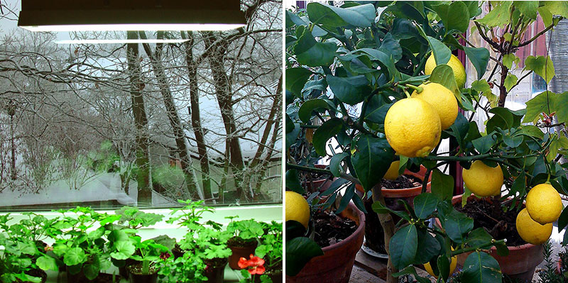 Växtbelysning till pelargoner och citronträd på vintern