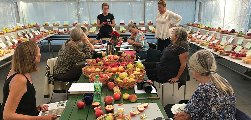 Kurs i pomologi, äppelodling på Julita