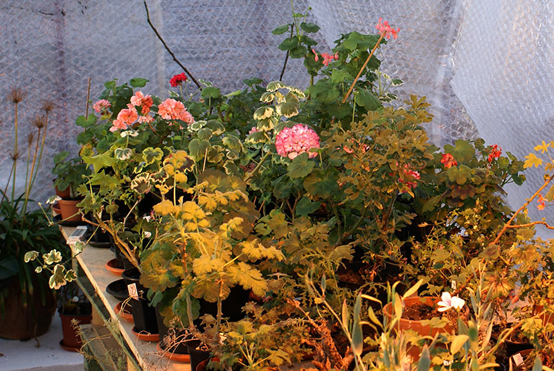 Övervintrade pelargoner i växthus med bubbelplast