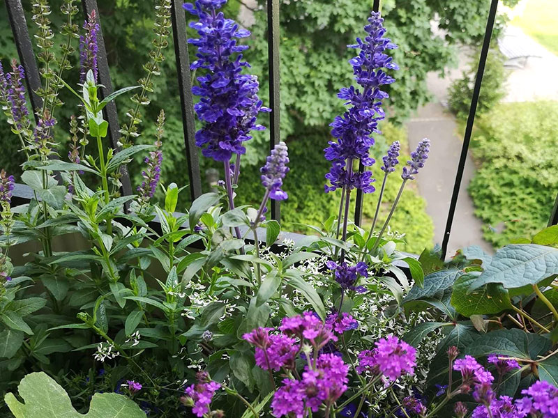 Blommor på en balkong