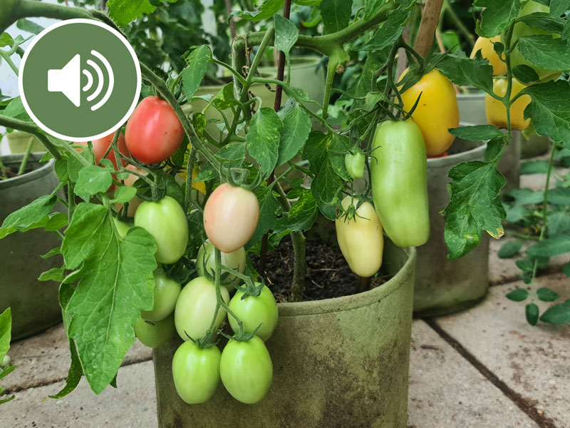 Podd: odla tomater