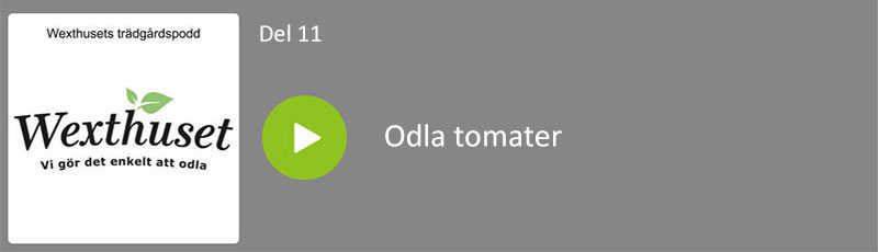 Wexthusets trädgårdspodd avsnitt 11 - Odla tomater