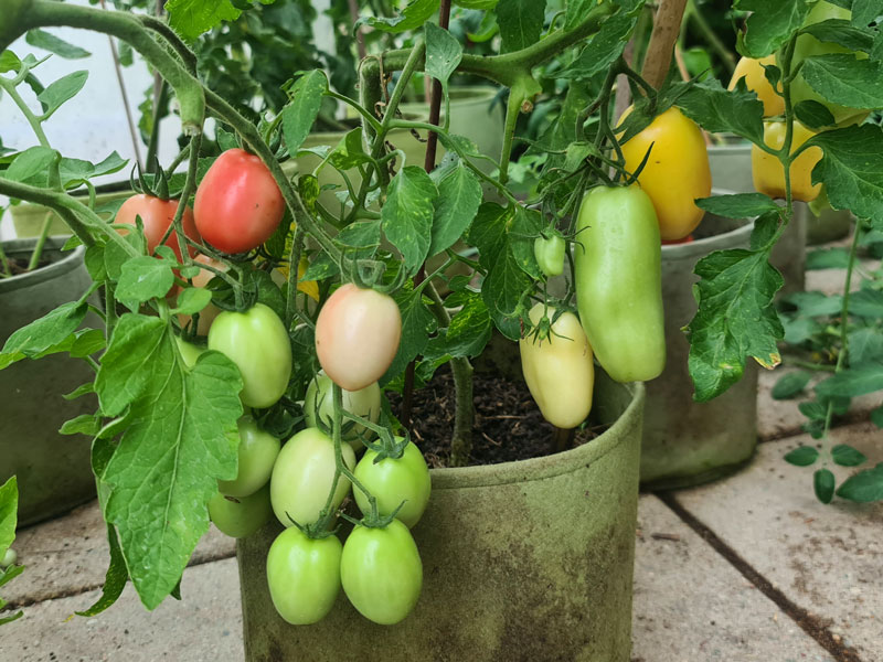 Tomatodling i Vigoroot odlingsssäckar - LS
