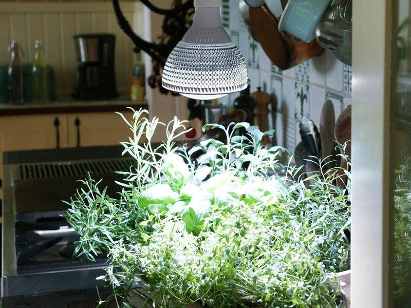 Växtlampa över kryddor och örter i kök