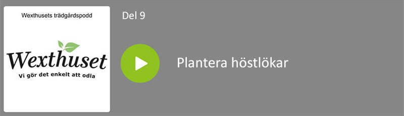 Wexthusets trädgårdspodd avsnitt 9 - Plantera höstlökar
