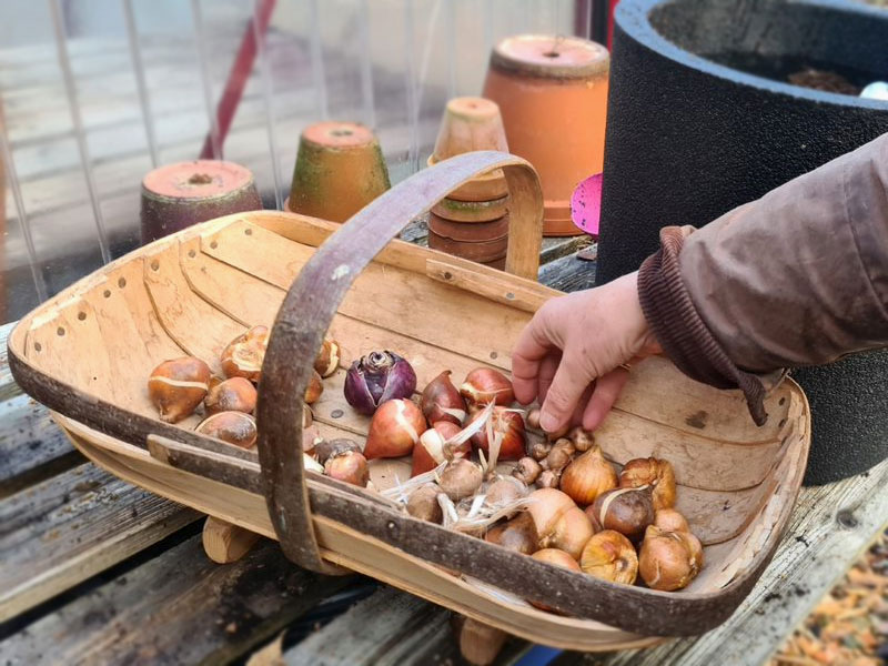 Olika höstlökar för plantering - LS