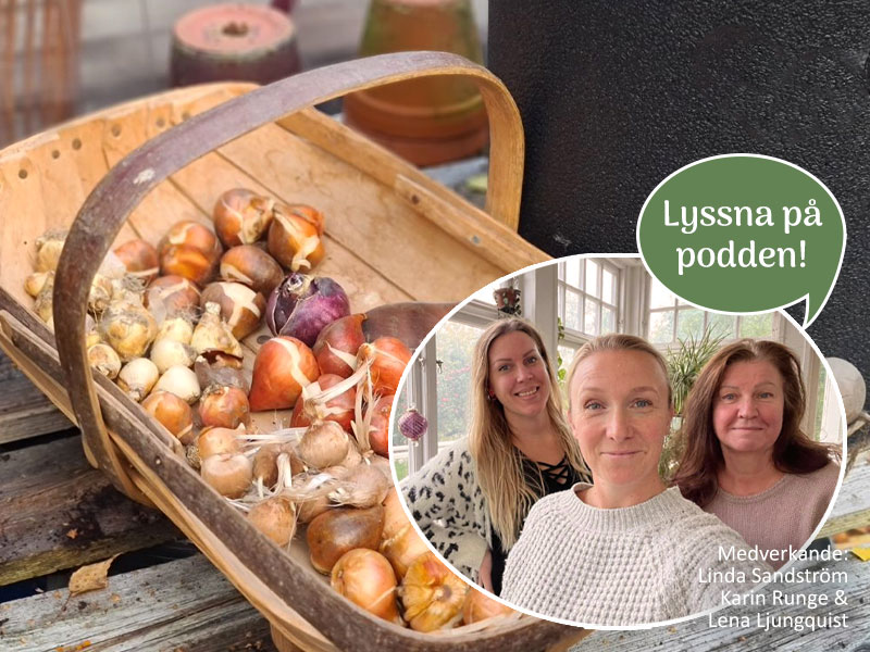 Odlingsråd och skötseltips för lök- och knölväxter | Wexthuset