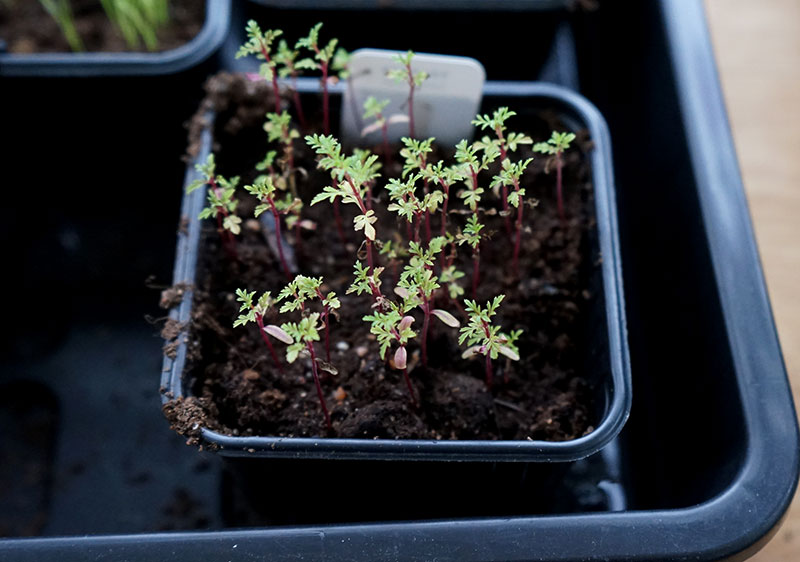 Bredsådda frö av tagetes i plastkruka