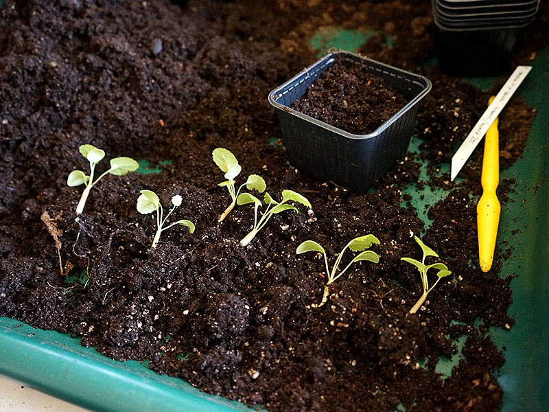 Omplantering av frösådder