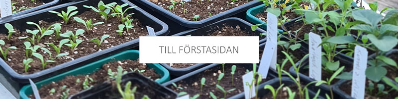 Förstasidan