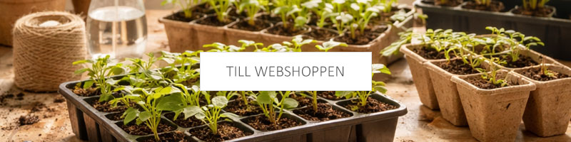 Till webshoppen