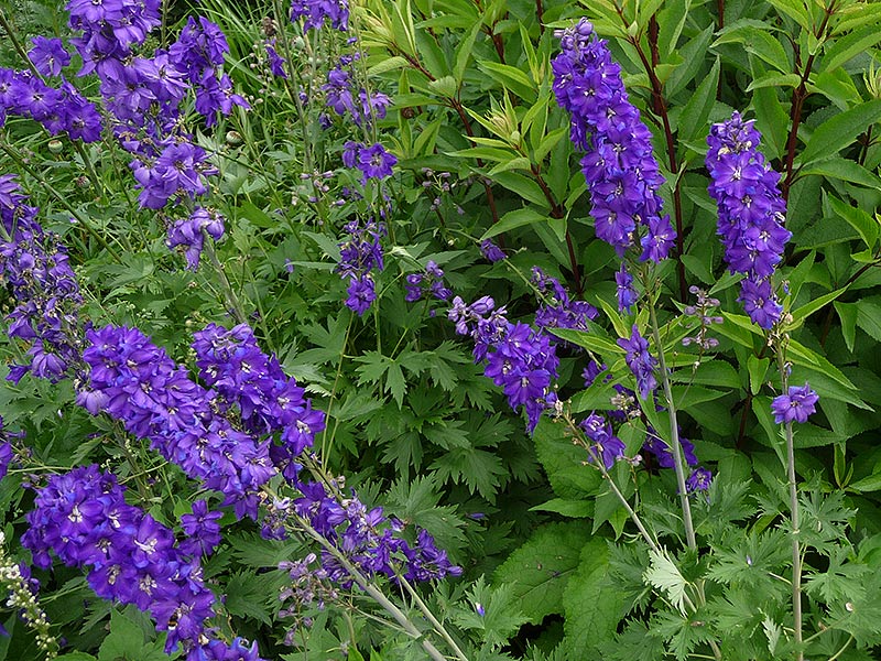 Rikling blomning hos stånd med riddarsporrar