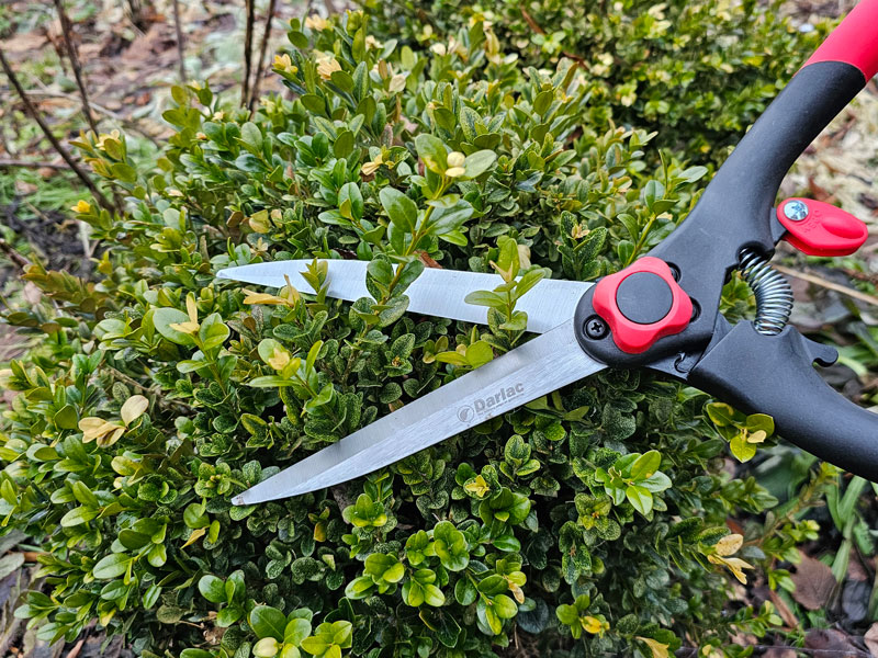 Beskärning av buxbom på våren.