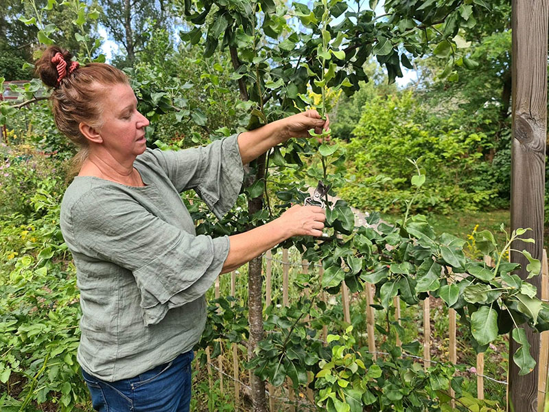Beskärning av vattenskott på spaljérat päronträd