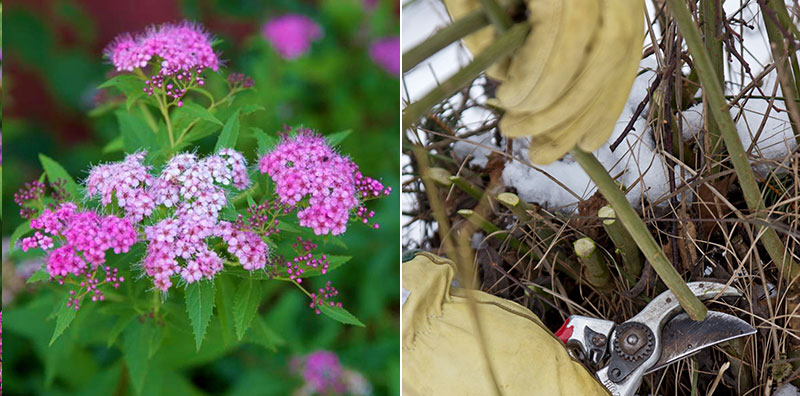 praktspiraea och gullkornell beskärs i trädgård