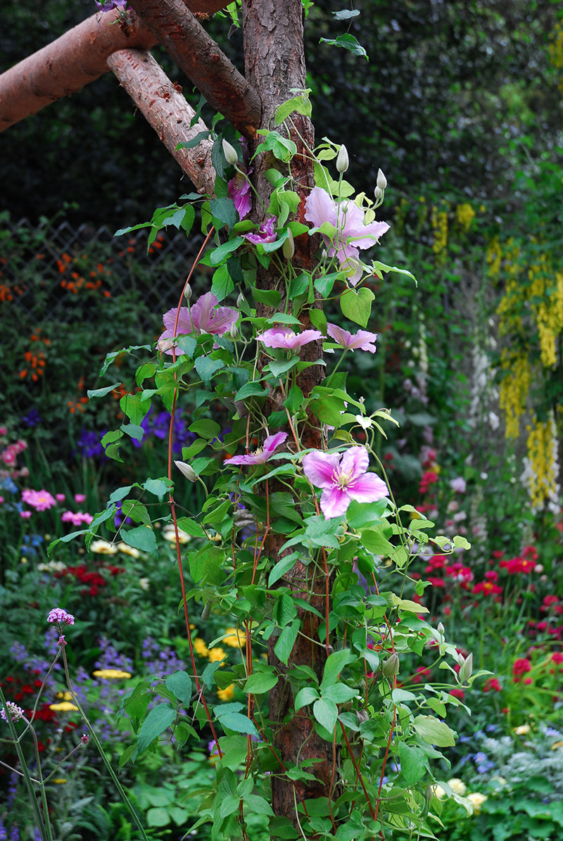 Clematis Nelly Moser 