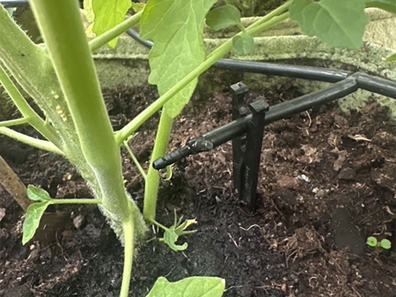 droppbevattning-tomatplanta-wh.jpg