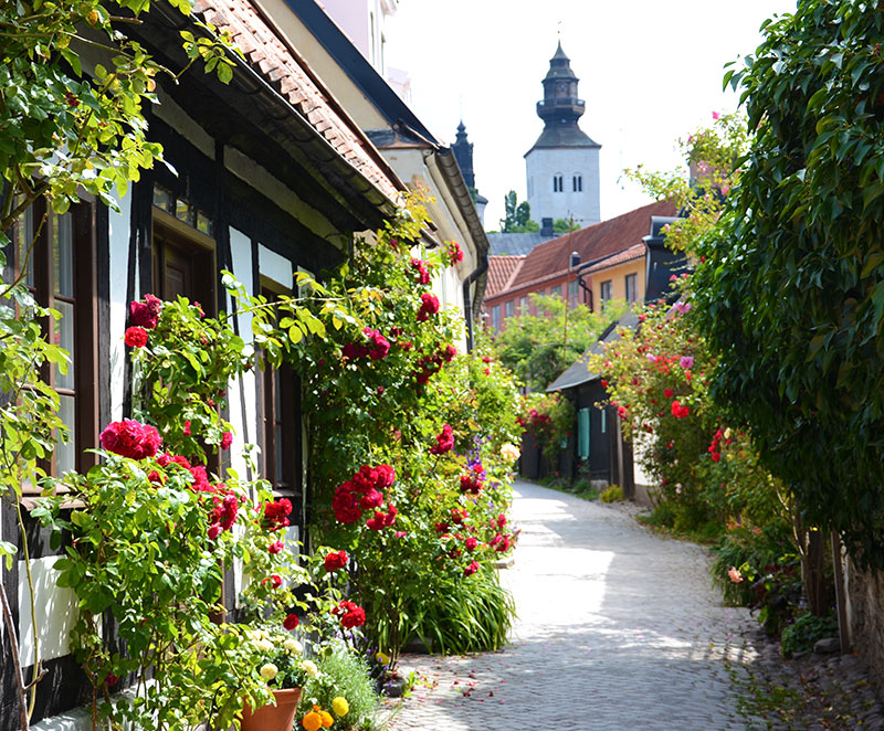 Rosor i Visby gatubild