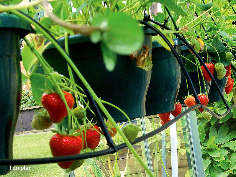 Bevattning av amplar med Irrigatia