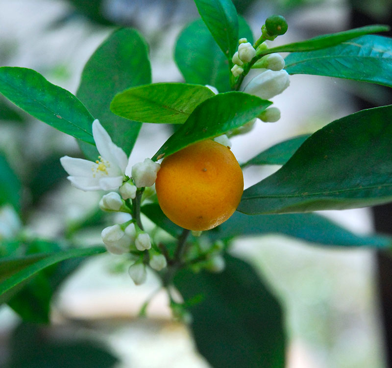 blomma och frukt av kalamondin Citrus microcarpa