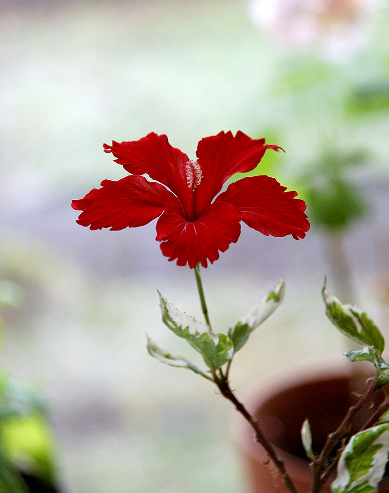 Hibiskus 'Snow Queen'