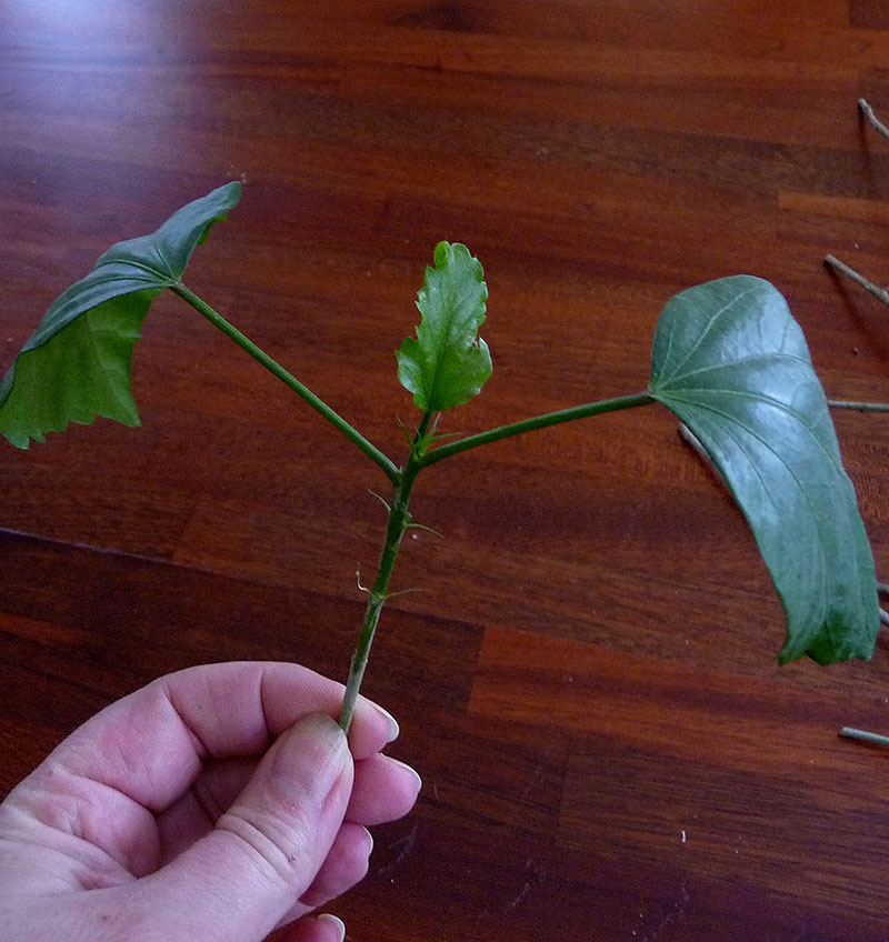 Stickling av hibiskus klar att planteras i såjorden