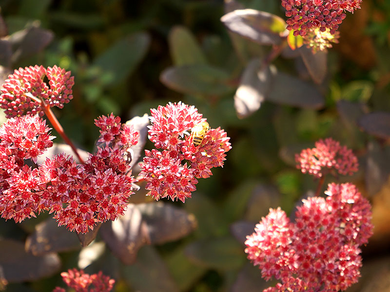 kärleksört med rosaröda blommor