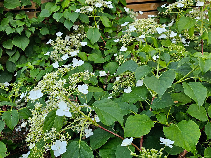 Klätterhortensia med blommor