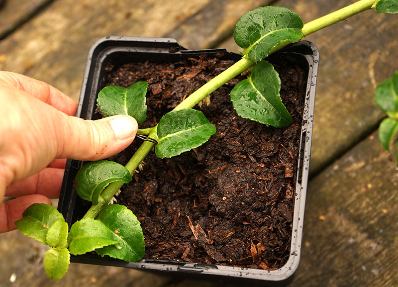 Avläggare av klätterhortensia