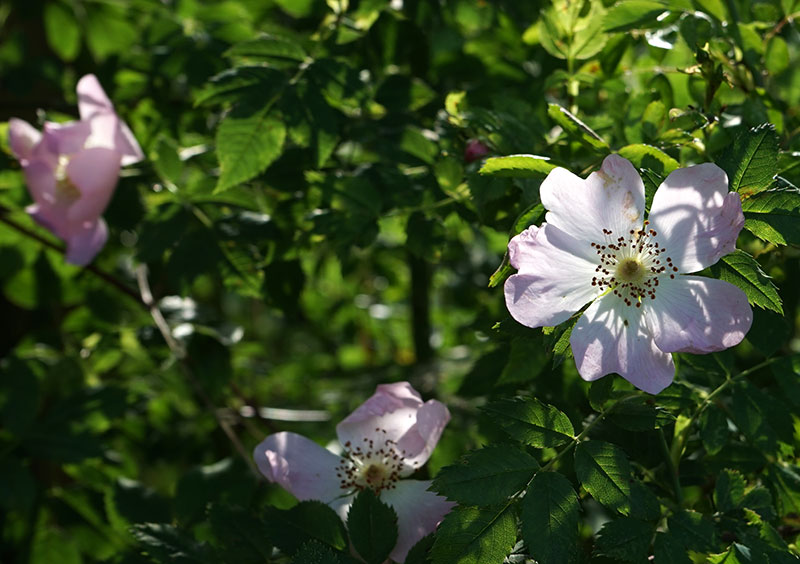 Rosa canina, grundstam för ockulering