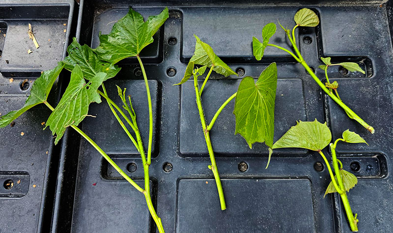 Sticklingar av sötpotatis redo att sätta i jorden